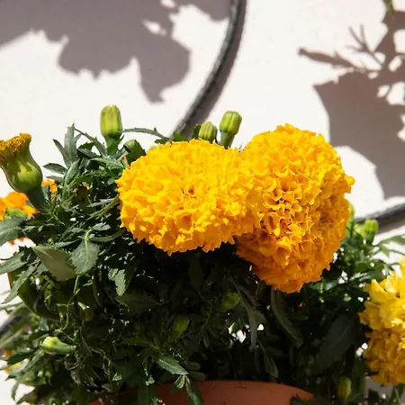 La Dimora Di Marco - Exclusive Art Salento Bed & Breakfast